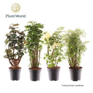 Polyscias Polyscias busch mixed
(1 Plants/Order)(24cmP 100cmH)