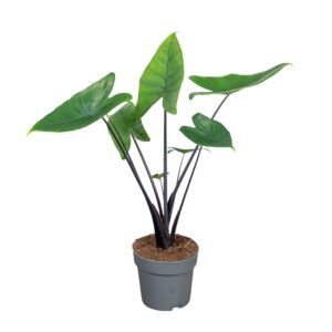 Alocasia zebrina Black Zebrina Alocasia Black Zebrina 17cm
(6 Plants/Order)(17cmP 65cmH)