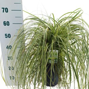 Carex oshimensis Carex 'Feather Falls' PBR
(1 Plants/Order)(23cmP 45cmH)