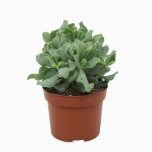Crassula Curly Crassula arborescens `krul` 12 cm
(8 Plants/Order)(12cmP 24cmH)