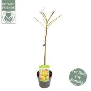 Acer palmatum Little Princess Acer palm. 'Little Princess'
(1 Plants/Order)(19cmP 90cmH)