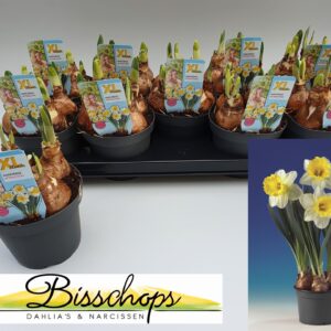 Narcissus Attraction Narcissus Attraction
(9 Plants/Order)(13cmP 23cmH)