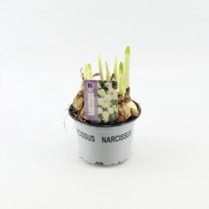 Narcissus Bridal Crown Narcissus Bridal Crown
(10 Plants/Order)(12cmP 15cmH)