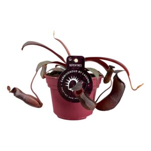Nepenthes Rebecca Nepenthes Rebecca Soper 12 cm
(6 Plants/Order)(12cmP 17cmH)