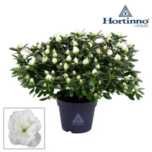 Rhododendron Hortinno Classic Belli Hortinno® Home 'wit' 35 - 37 cm
(6 Plants/Order)(15cmP 35cmH)