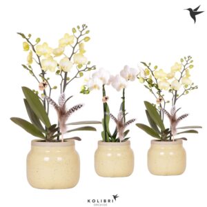 Phalaenopsis Multiflora Kolibri Orchids Phalaenopsis mix 2 spike in Vintage Bowl khaki
(6 Plants/Order)(9cmP 40cmH)