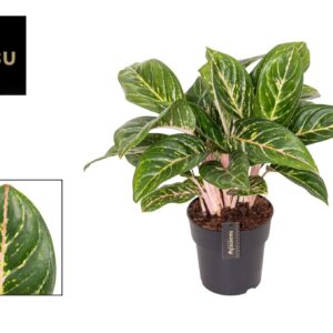Aglaonema other Aglaonema Coco Green
(3 Plants/Order)(19cmP 60cmH)