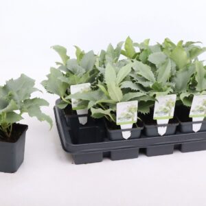 Helleborus argutifolius Silver Lace' 9 cm
(12 Plants/Order)(9cmP 20cmH)