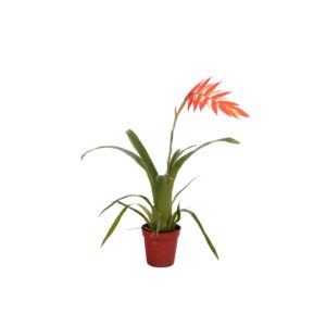 Tillandsia dyeriana Tillandsia Dyeriana
(20 Plants/Order)(5.5cmP 30cmH)