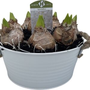 Hyacinthus Arrangement Zinc rond 23 cm. Hyacint
(3 Plants/Order)(22cmP 20cmH)