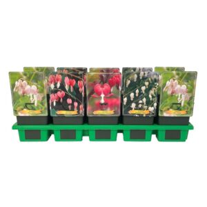 Dicentra spectabilis Dicentra spectabilis mix laag P11
(10 Plants/Order)(11cmP 25cmH)