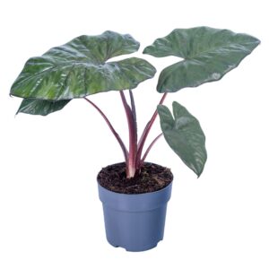 Alocasia sarawakensis Yucatan Princ Alocasia Yucatan Princess 17cm
(6 Plants/Order)(17cmP 65cmH)