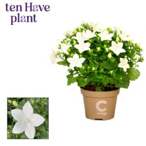 Campanula Atlanta White Campanula iso. 'Atlanta'
(10 Plants/Order)(11cmP 20cmH)