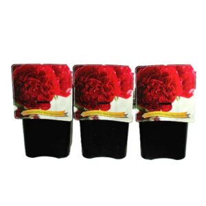 Paeonia Paeonia Lactiflora 'Many Happy Returns' C5
(1 Plants/Order)(21cmP 35cmH)