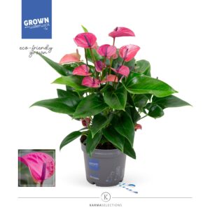 Anthurium Karma Purple Anthurium - KARMA Purple | 17cm
(6 Plants/Order)(17cmP 50cmH)