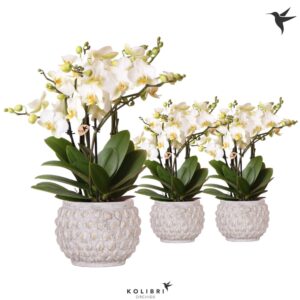 Phalaenopsis Lausanne Kolibri Orchids Phalaenopsis Lausanne 6spike in Marrakesh gold-copper
(3 Plants/Order)(12cmP 35cmH)