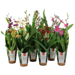 Cambria Inca Cambria mix 2 spike 9cm luxury jungle cover
(6 Plants/Order)(9cmP 35cmH)