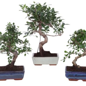 Bonsai Bonsai mix in ø20cm Ceramic S-Shape
(6 Plants/Order)(20cmP 25cmH)