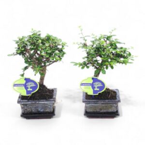 Bonsai Carmona macrophylla, 12cm., broom, with drip tray
(12 Plants/Order)(12cmP 25cmH)