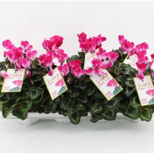 Cyclamen Indiaca Cyclamen Indiaka Red
(6 Plants/Order)(10.5cmP 21cmH)