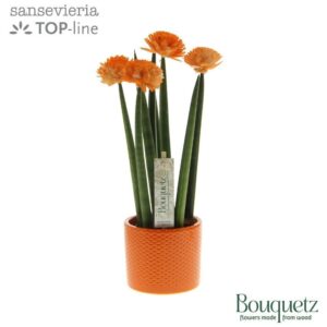 Sansevieria Cylindrica Sansevieria TOP-line Bouquetz Orange in Dots Ceramics
(6 Plants/Order)(8.5cmP 35cmH)