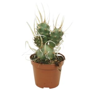 Tephrocactus articulatus papyracanthus 8,5 cm
(12 Plants/Order)(8.5cmP 12cmH)