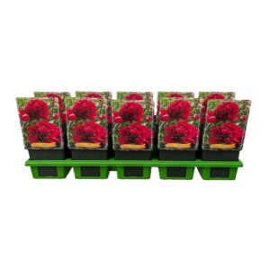 Paeonia Paeonia lactiflora 'Adolphe Rousseau' P11
(10 Plants/Order)(11cmP 25cmH)