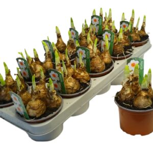 Narcissus bernett browning 12cm
(10 Plants/Order)(12cmP 12cmH)