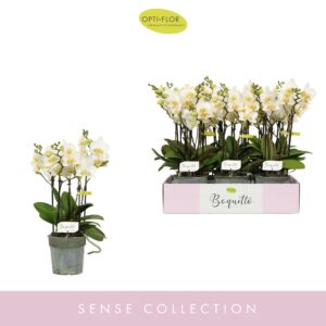 Phalaenopsis Multiflora Boquetto Beauty 3-5 spike
(6 Plants/Order)(12cmP 45cmH)