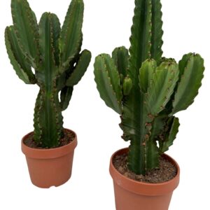 Euphorbia Ingens Euphorbia ingens P26
(1 Plants/Order)(26cmP 80cmH)