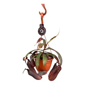 Nepenthes Rebecca Nepenthes Rebecca Soper 14 cm in hangpot
(4 Plants/Order)(14cmP 28cmH)