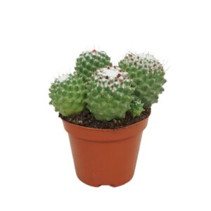 Mammillaria polythele 'Toluca' Mammillaria toluca 8,5 cm
(12 Plants/Order)(8.5cmP 12cmH)