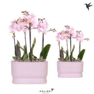 Arrangement Phalaenopsis Kolibri Orchids Phalaenopsis pink 4 spike in Diabolo Twins pink
(3 Plants/Order)(9cmP 40cmH)