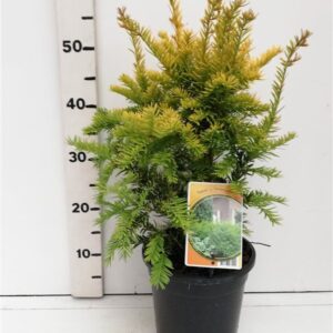 Taxus Semperaurea Taxus b. 'Semperaurea'
(1 Plants/Order)(19cmP 55cmH)