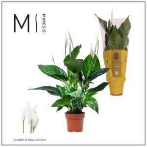 Spathiphyllum Sweet Ricardo Mimesis Spathiphyllum Sweet Ricardo -13 cm
(11 Plants/Order)(13cmP 60cmH)