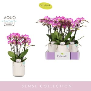 Phalaenopsis Multiflora Bellissimo Caro in Molise White Aquo
(3 Plants/Order)(15cmP 50cmH)