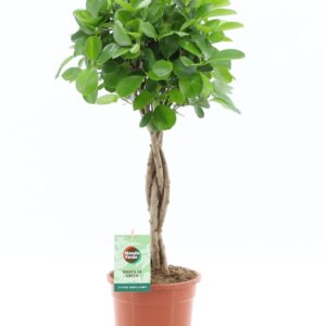 Ficus Moclame Ficus Microcarpa Moclame Pot 17
(6 Plants/Order)(17cmP 70cmH)