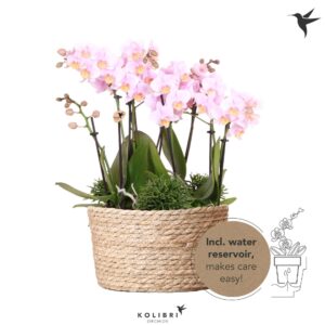 Arrangement Phalaenopsis Kolibri Orchids Phalaenopsis Jungle Bouquet pink 6 spike in Reed Basket with wat
(1 Plants/Order)(28cmP 40cmH)