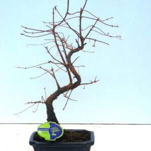 Metasequoia glyptostroboi Metasequoia glyptostroboides 19cm shape, without drip tray
(5 Plants/Order)(19cmP 40cmH)