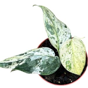 Scindapsus Scindapsus Jade Satin Marble
(6 Plants/Order)(10.5cmP 2cmH)