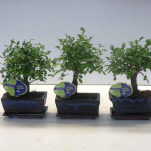 Bonsai Zelkova parvifolia, 15cm., broom, with driptray
(10 Plants/Order)(15cmP 25cmH)