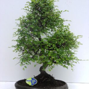 Bonsai dwergvorm loofhout Zelkova parvifolia, 39cm., shape, without driptray
(1 Plants/Order)(39cmP 50cmH)