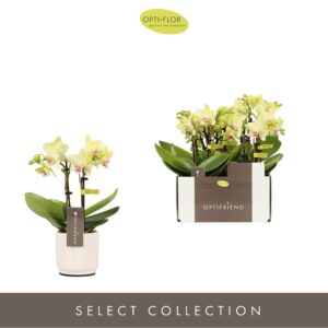 Phalaenopsis Multiflora Optifriend Lena 2 spike in Lazio White
(6 Plants/Order)(7cmP 25cmH)