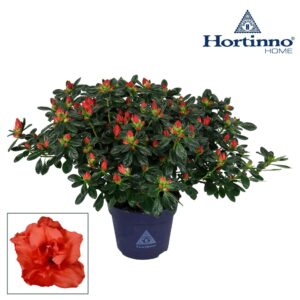 Rhododendron Hortinno Classic Rouge Hortinno® Home 'rood' 35 - 37 cm
(6 Plants/Order)(15cmP 35cmH)