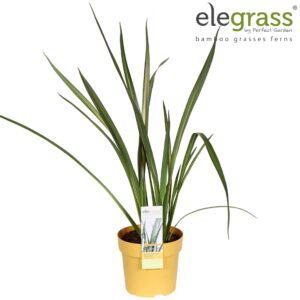 Phormium tenax Phormium 'Wings of Gold' P14
(6 Plants/Order)(14cmP 65cmH)