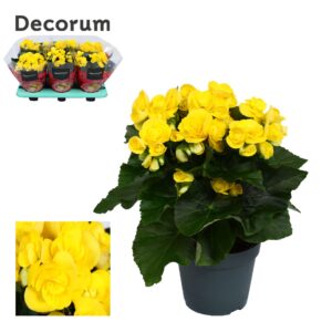 Begonia Rebecca Begonia ''rebecca'' dark yellow Decorum
(6 Plants/Order)(14cmP 32cmH)