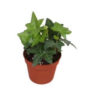 Hedera Hedera helix green
(21 Plants/Order)(8.5cmP 5cmH)