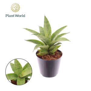 Sansevieria Cylindrica Sansevieria Lotus
(21 Plants/Order)(8.5cmP 15cmH)