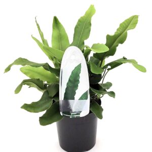 Asplenium scolopendrium Asplenium scolopendrium ES11 0,7l
(15 Plants/Order)(11cmP 15cmH)