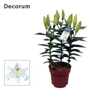 Lilium White Starlight OR 17cm
(6 Plants/Order)(17cmP 60cmH)